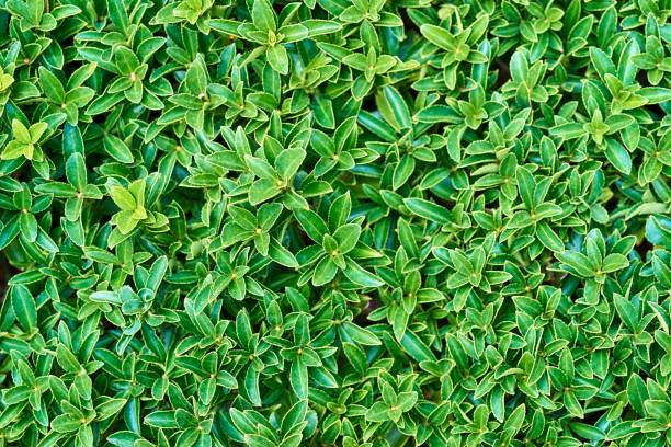 istock natural background of a green grass 1203539273
