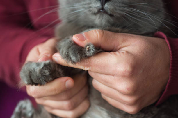 猫の爪の損傷 - toenail ストックフォトと画像