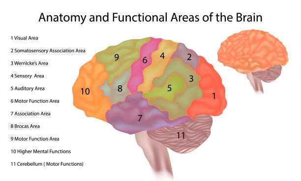 illustrazioni stock, clip art, cartoni animati e icone di tendenza di anatomia e aree funzionali del cervello. anatomia cerebrale - un'illustrazione laterale del cervello umano con aree - cervelletto