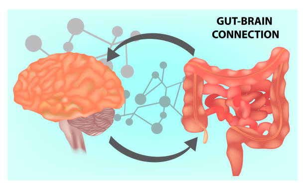Gut-brain connection. Vector illustration Gut-brain connection. Vector illustration intestine stock illustrations