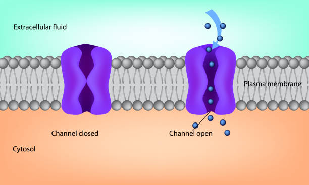 ilustraciones, imágenes clip art, dibujos animados e iconos de stock de canal ion. ilustración de membrana celular. estructura de la membrana plasmática - acetylcholine