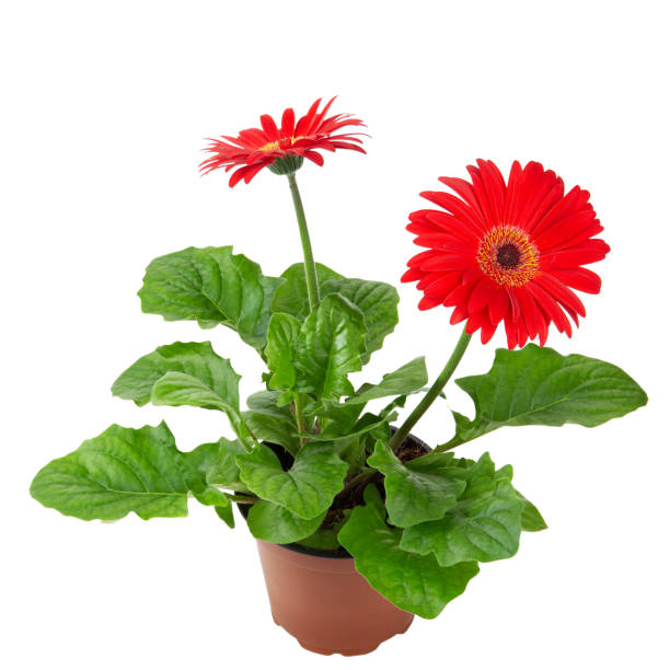 istock red gerbera flower in a flowerpot isolated on a white background. 1203539821