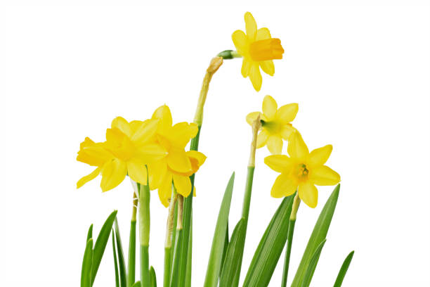 beaucoup de fleurs jaunes de jonquilles plan rapproché. - daffodil bouquet isolated on white petal photos et images de collection