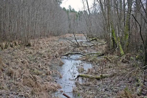 Photo of Forest near Gauja river, Latvia