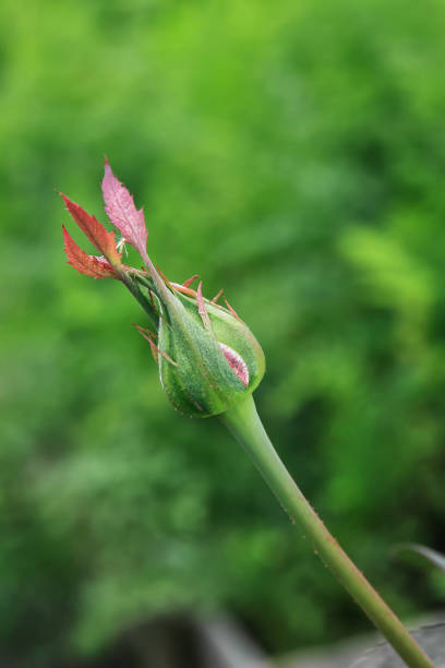 istock An unopened rosebud on a branch in the garden 1203541070