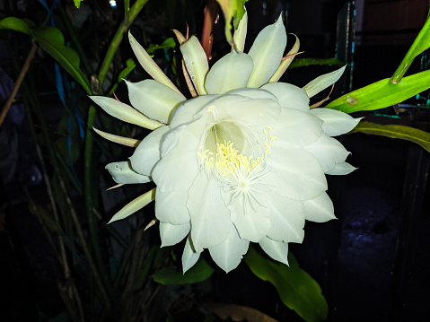 queen of the night flower wijaya kusuma (Epiphyllum oxypetalum)