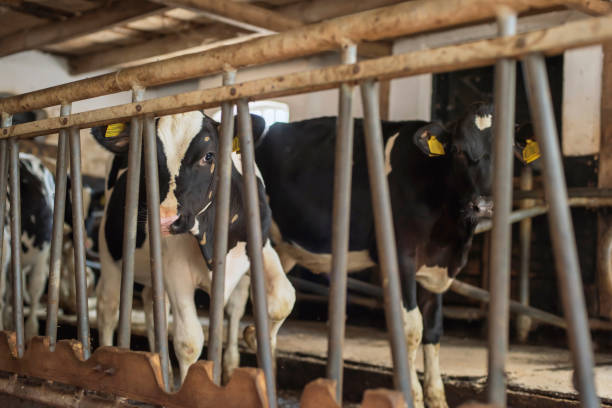 istock Young cows in vintage stable. 1203541210