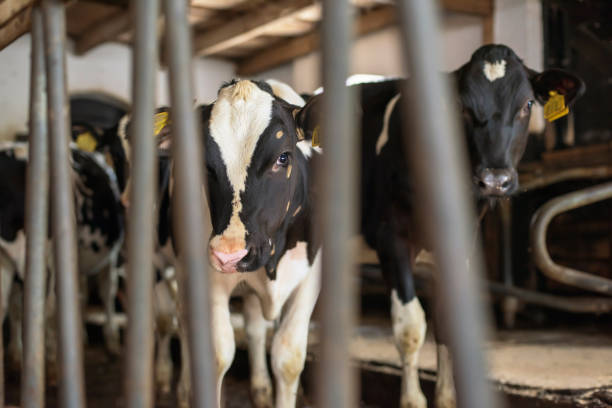 istock Young cows in vintage stable. 1203541277