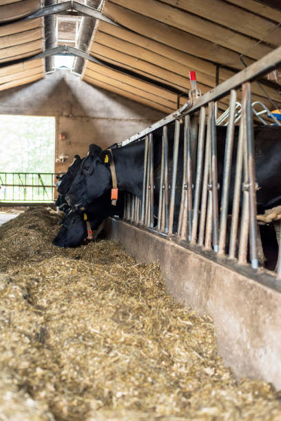 istock Cows in stable eating hay. 1203541328