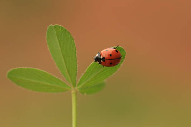 istock A ladybug on a shamrock with colorful background 1203541428