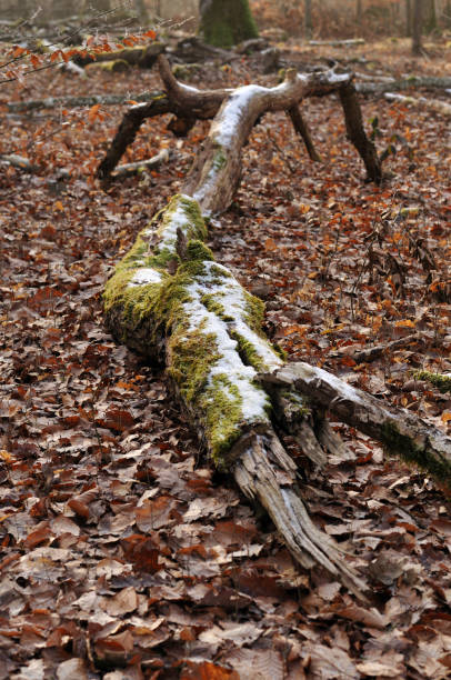 istock broken branch of a beech tree on forest floor 1203541467