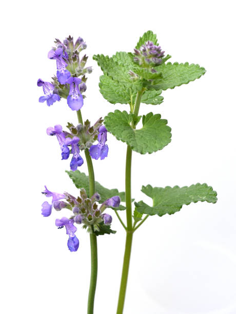 Catnip, Nepeta, racemosa Catnip, Nepeta, racemosa inflorescence photos stock pictures, royalty-free photos & images
