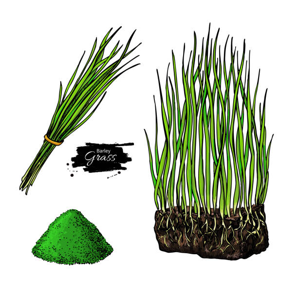 大麦草とパウダーベクタースーパーフードの描画。孤立した手描きイラスト - barley grass点のイラスト素材／クリップアート素材／マンガ素材／アイコン素材