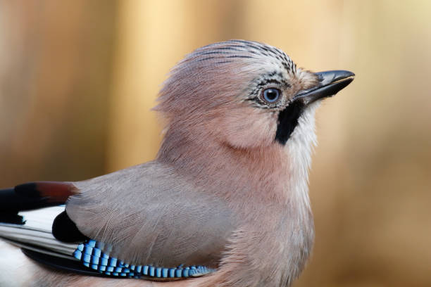 istock Eurasian Jay (Garrulus glandarius) Portrait 1203544957