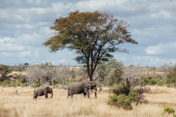 Elephants in the distance on a sunny day in Kruger National Park.