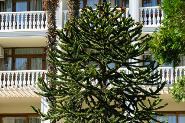 Close-up of Araucaria araucana, monkey puzzle tree or Chilean pine on building background in park Aivazovsky Partenit, Crimea. Close-up of Araucaria araucana, monkey puzzle tree or Chilean pine on building background in park Aivazovsky Partenit, Crimea. araucaria araucana stock pictures, royalty-free photos & images