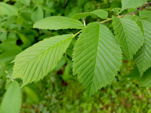 elm, ulmus leavis - elm tree fotografías e imágenes de stock