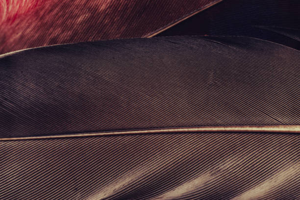 istock Close up Beautiful Bird feather pattern background for design texture. Macro photography view. 1203547066