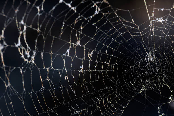 istock Close up shot of a spider web. 1203547086