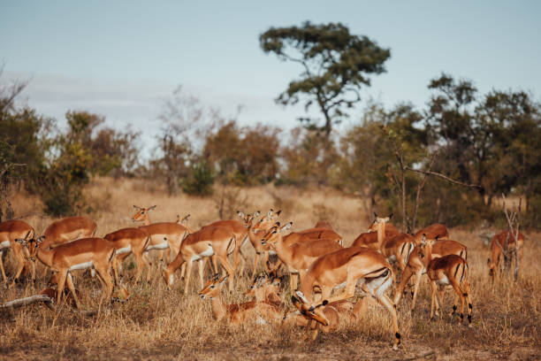 istock Large Herd of Impalas 1203547661