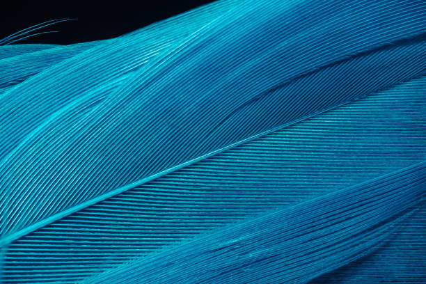 istock Beautiful Blue trends  feather pattern texture background. Macro photography view. 1203549592