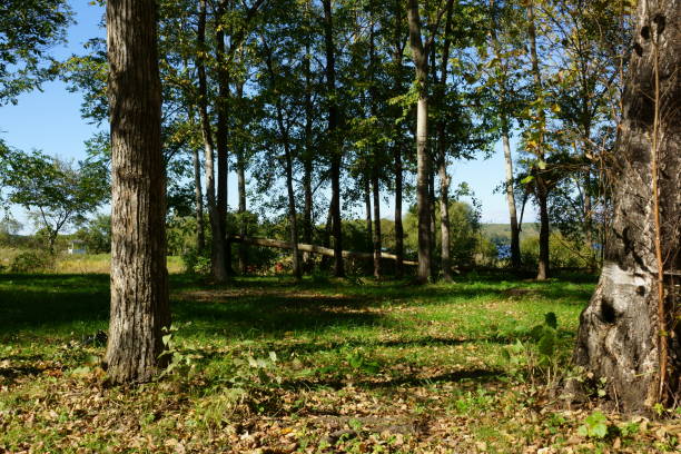 istock September forest by the lake 1203550536