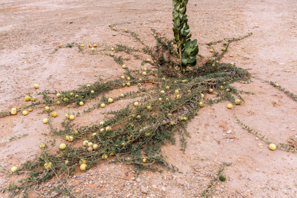 istock Wild desert gourd or colocynth (Citrullus colocynthis) 1203550648