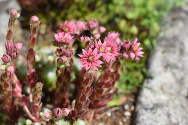 Sempervivum tectorum, Mountain plant