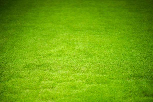 istock Grass of Sport Field 1203553523