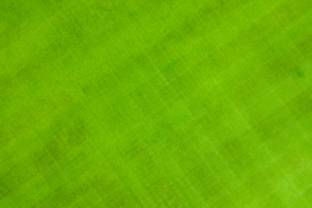 Nature green grass texture background, Top view of grass Ideal concept used for making green flooring, lawn for a training football pitch, Grass Golf Courses green lawn pattern textured background.
