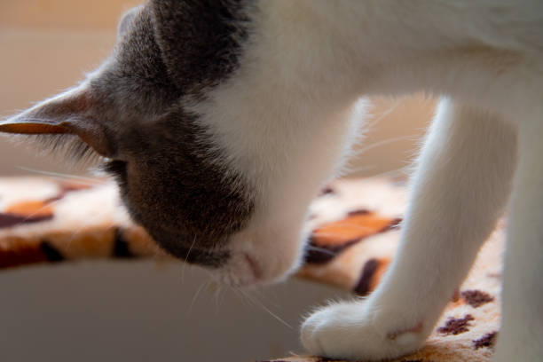 istock Close-up of a gray and white cat 1203553738