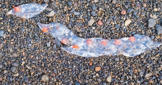 salps na plaży na wyspie oszustwa, szetlandy południowe, antarktyda. przypływ tych życiowych form kłopotów dla ekosystemu antarktyki - shetland islands zdjęcia i obrazy z banku zdjęć