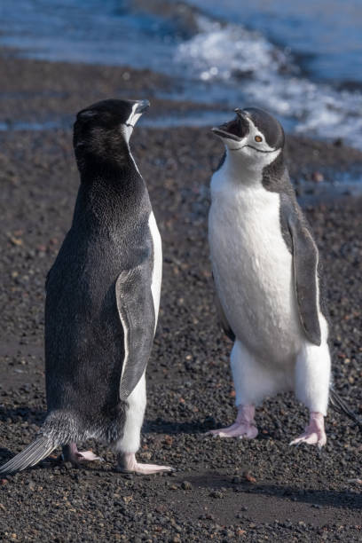 istock Chinstrap penguins interacting and vocalizing on a beach in Deception Island, South Shetland Islands, Antarctica 1203554743