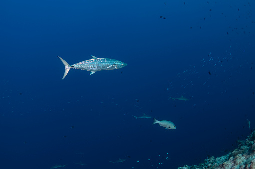 View of a king mackerel (Scomberomorus cavalla) the reef and sharks at the Blue Corner in Palau - Micronesia