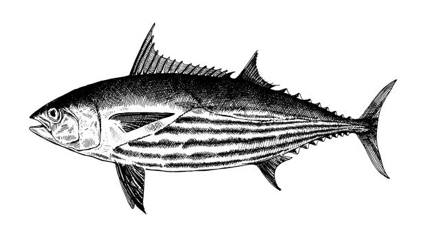 Striped Skipjack tuna, fish collection Striped Skipjack tuna, fish collection. Healthy lifestyle, delicious food. Hand-drawn images, black and white graphics. fish illustrations stock illustrations