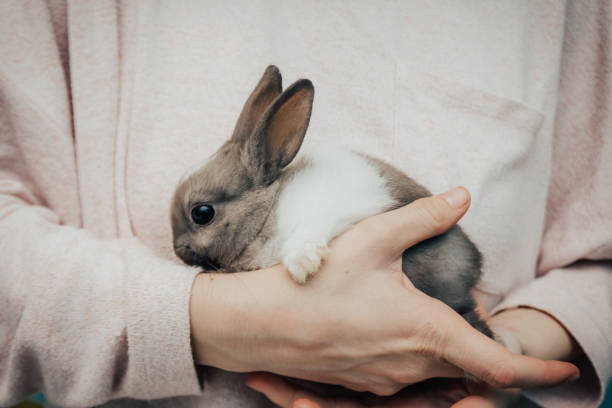 istock girl holding grey bunny 1203556350