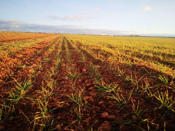 istock Wheat and agricultural plots. 1203556453