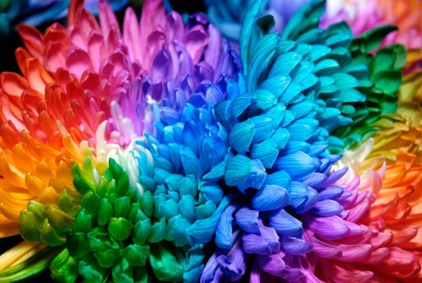 istock Rainbow Chrysanthemum at the Flower Show 1203556869
