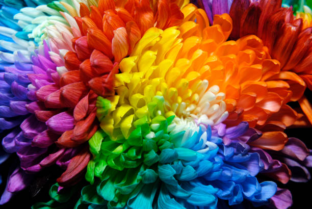 istock Rainbow Chrysanthemum at the Flower Show 1203556979