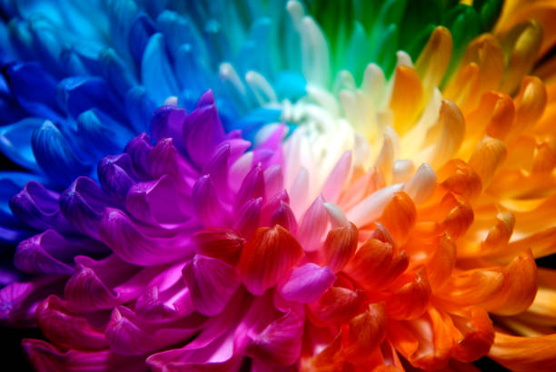 istock Rainbow Chrysanthemum at the Flower Show 1203557543