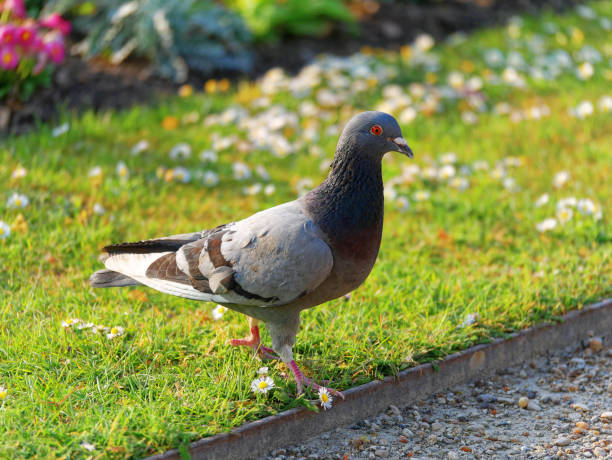 istock pigeon on the grass at gardens 1203557781
