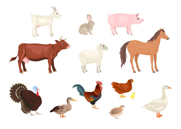 ilustrações, clipart, desenhos animados e ícones de animais e pássaros de fazenda se isolam em fundo branco. ilustração vetorial de cavalo, vaca, cabra, ovelha, porco e coelho. peru, ganso, pato, codorna, galo e frango em estilo liso de desenho animado. - rabbit livestock pets cartoon