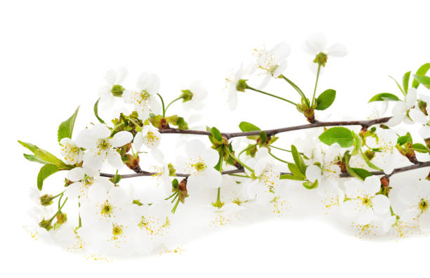 istock Cherry blossom with leaves. 1203558522