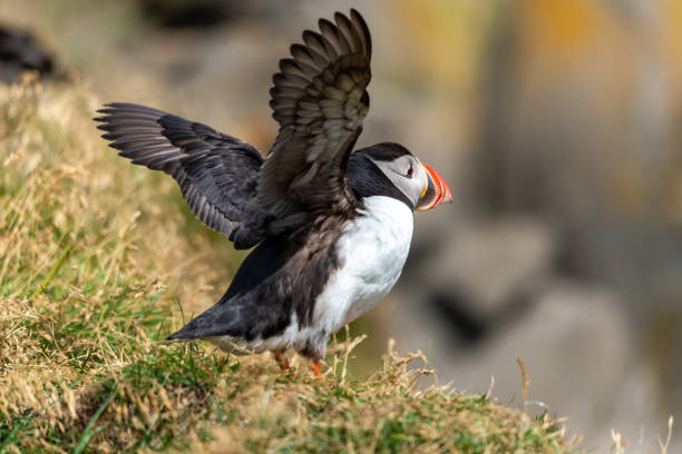 istock The Atlantic puffin, also known as the common puffin 1203559202