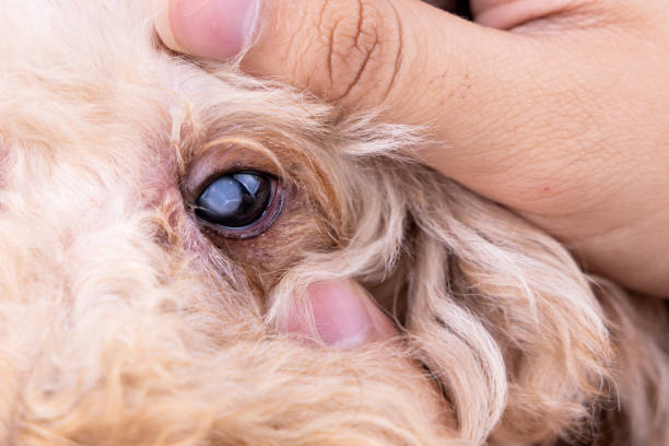 istock Hand embracing pedigree poodle dog with cataract problem on his eye 1203559936