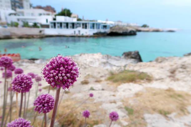 beautiful blooming purple wild garlic flower on the monopoli beach, italy, apulia region, adriatic sea - circle nature botany bud imagens e fotografias de stock