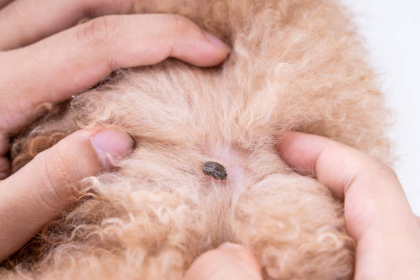 istock Big blood sucker tick  discovered on dog's fur 1203559979