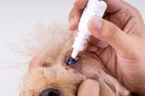 istock Hand applying eye drop onto dog eye with cataract problem 1203560026