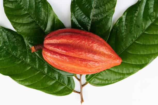 istock Orange cacao pod lay on green leafs 1203560038