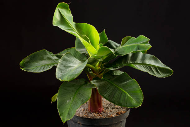 Banana Dwarf Cavendish foliage